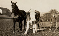 1945: Eggen mit Pferd und Ochse