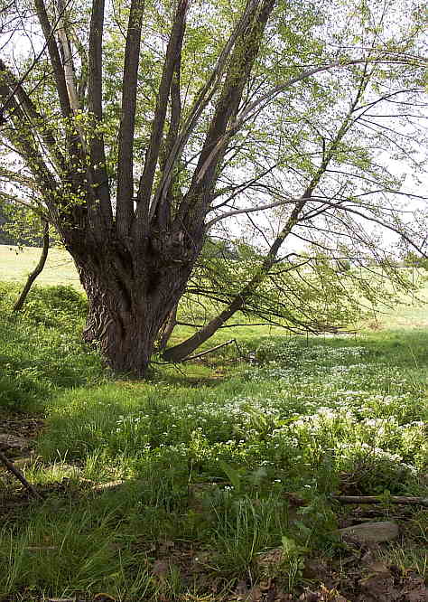 Zurck zur Wanderung