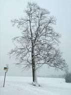 Cunnersdorfer Linde verschneit im Nebel
