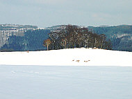 Bauminsel mit Rehen auf winterlichem Feld