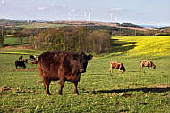 Voglers Rinder mit Blick auf die Hausdorfer Windrder